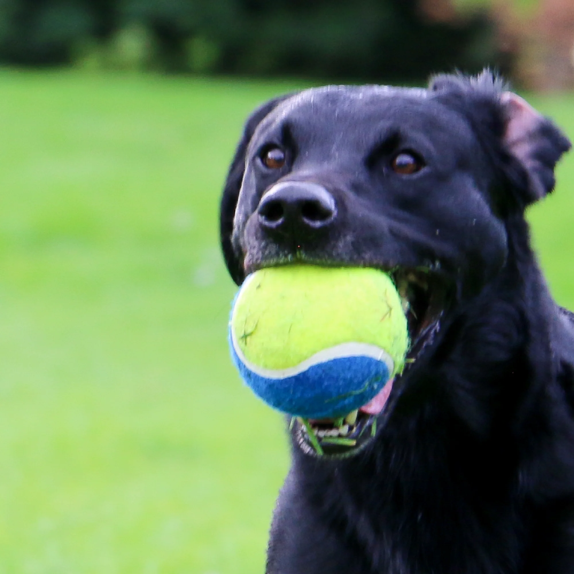 Ancol Chase Mega Tennis Ball - Image 2