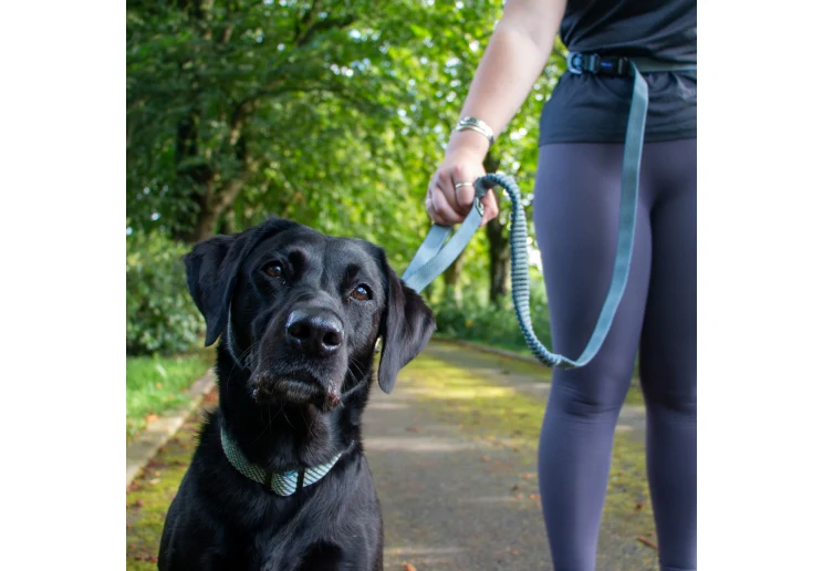 Ancol Extreme + Shock Absorb Running Lead - Image 2