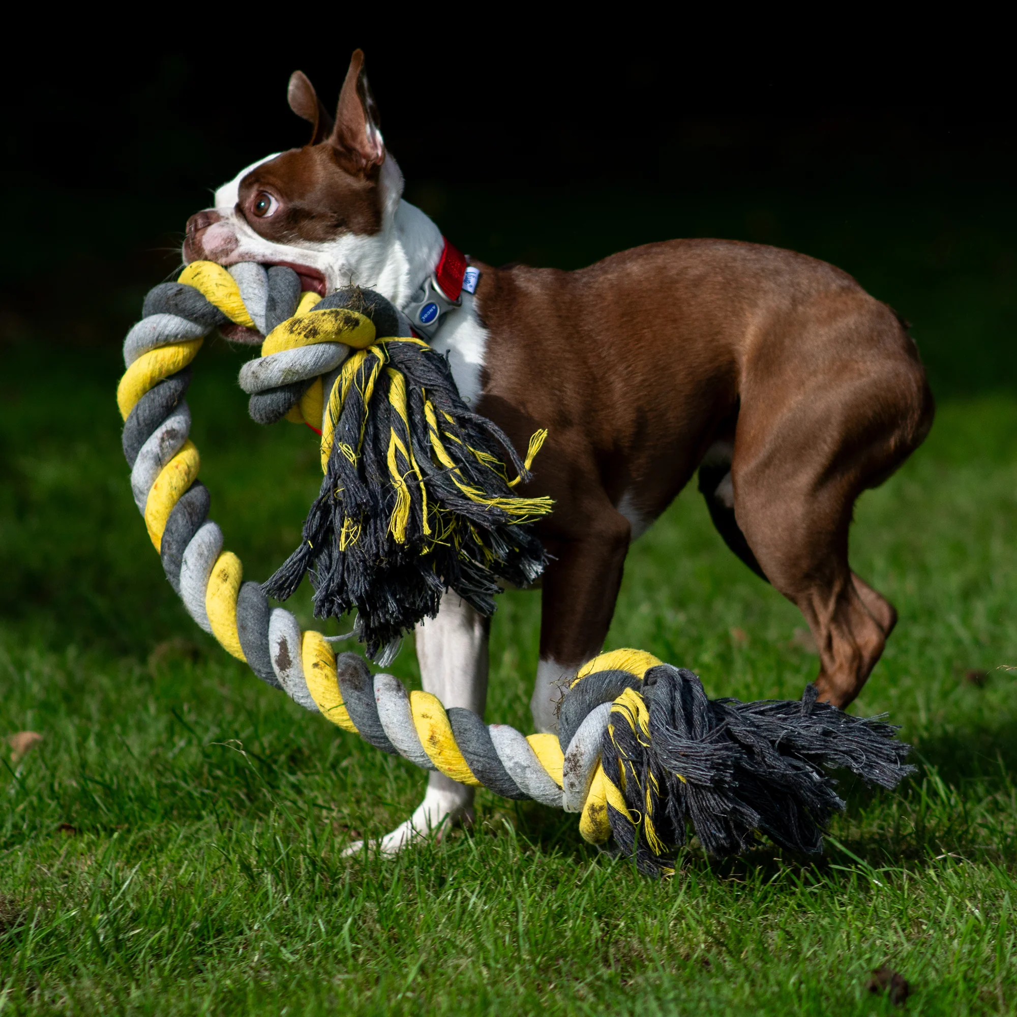 Ancol Playtime Jumbo Super Rope - Image 3