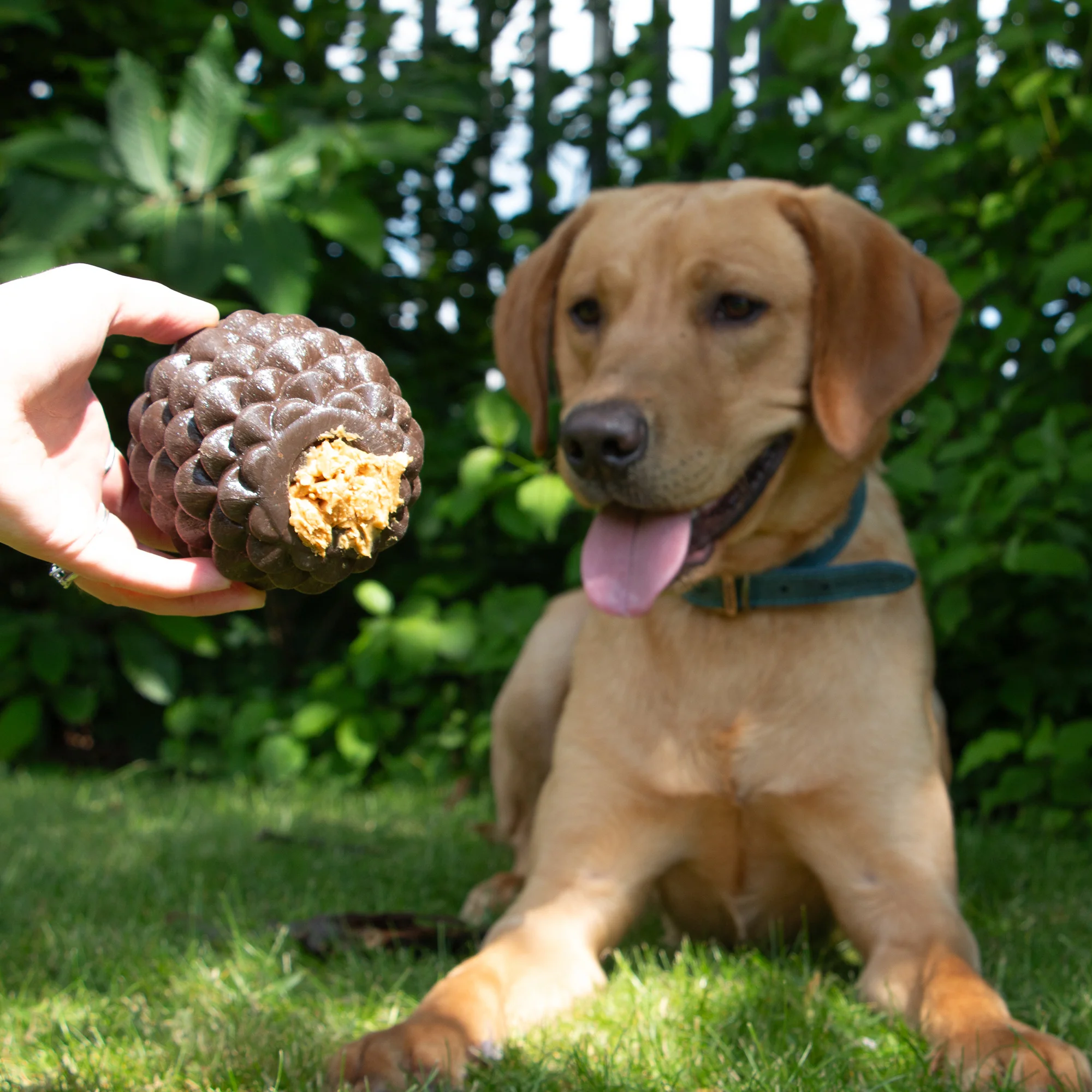 Ancol Orva Pine Cone - Image 2