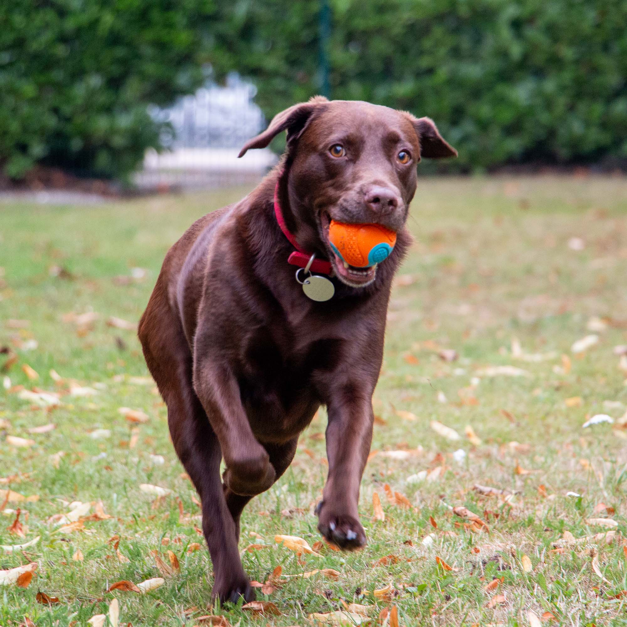 Ancol Playtime Chase Tough Rubber Ball - Image 2