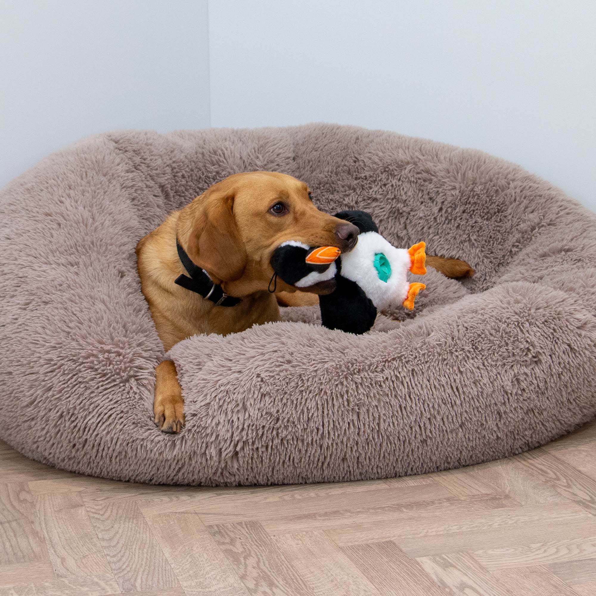 Ancool Orva Puffin Treat Belly - Image 4