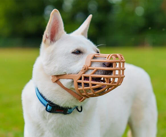 Company Of Animals Baskerville Classic Basket Muzzle Size 8 - Image 4