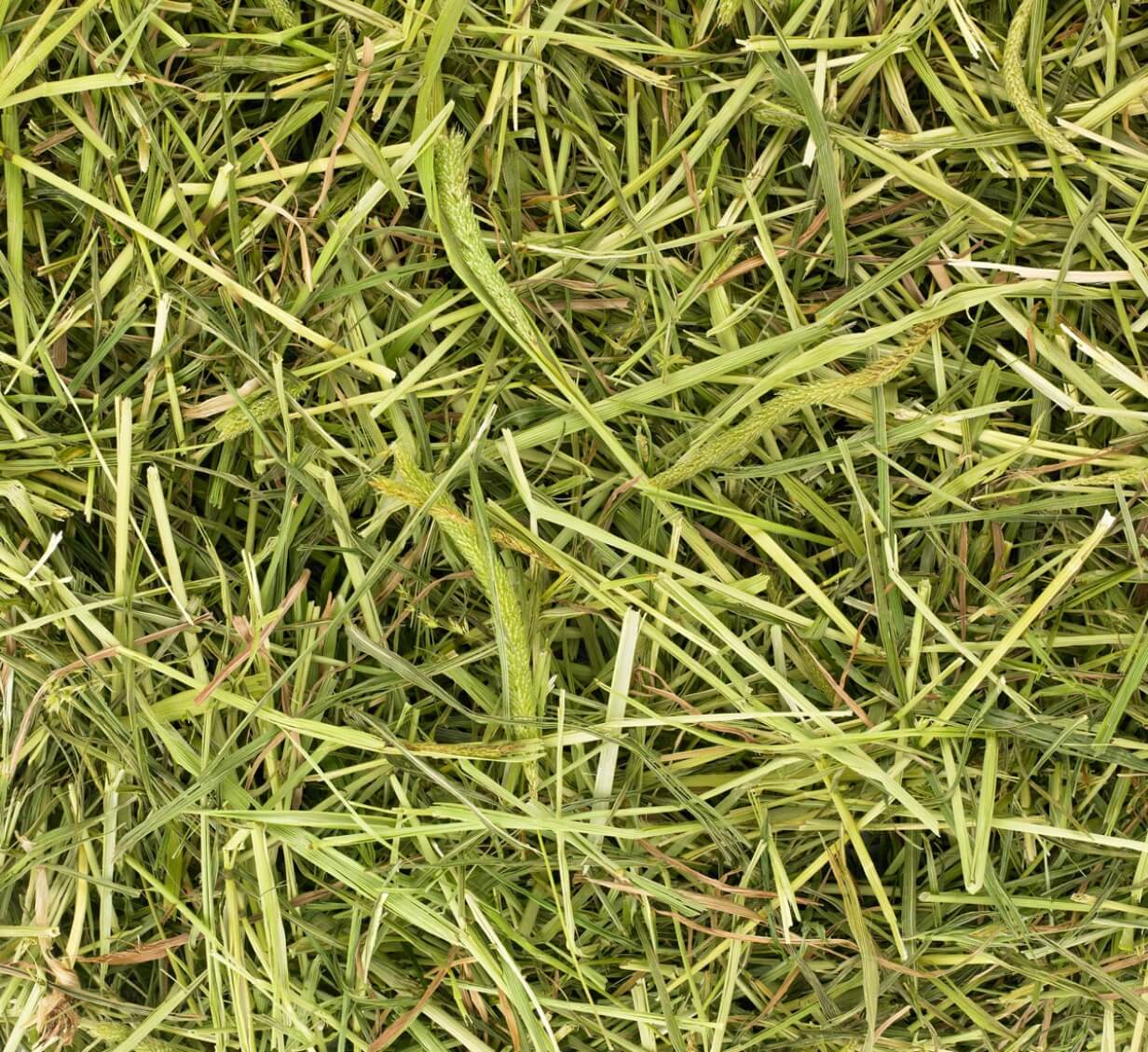 Friendly Timothy Readigrass 1kg - Image 2