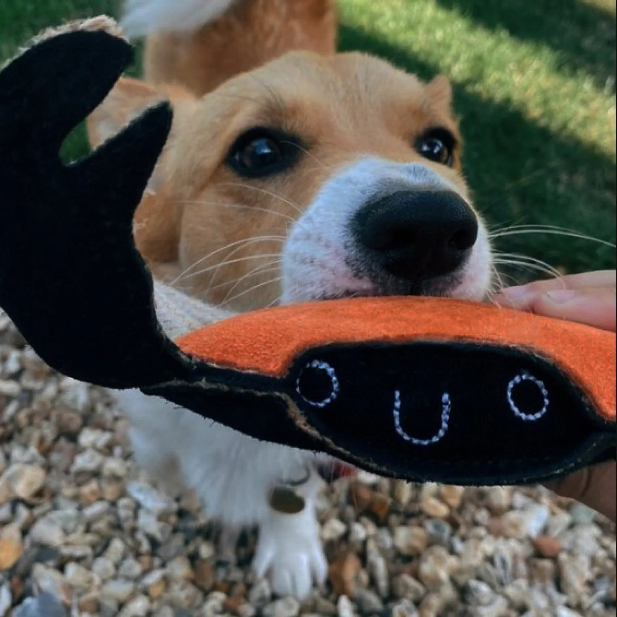 Green and Wilds Carlos the Crab Eco Toy - Image 2