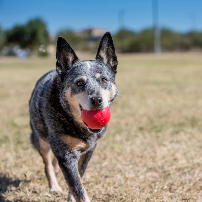 KONG Ball Durable Dog Toy Medium/Large 7.6cm - Red - Image 2