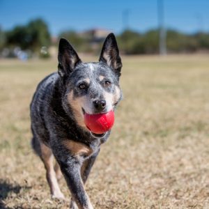 KONG Ball Durable Dog Toy Small 6cm - Red - Image 2