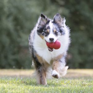 KONG Classic Durable Dog Chew Toy XX-Large 14.5cm - Red - Image 4
