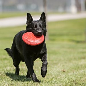 KONG Flyer Durable Flying Disc Dog Toy - Large Red (24cm) - Image 3