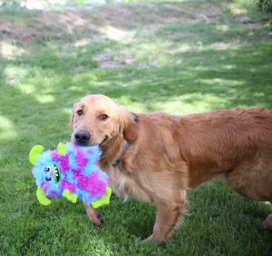 KONG Frizzle Frazzle Interactive Crinkle Toy - Medium - Image 3