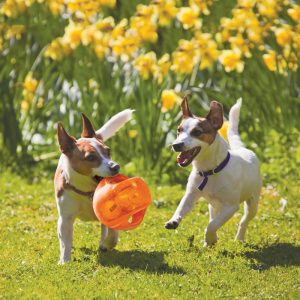 KONG Jumbler Ball Squeaky Fetch Dog Toy - Medium/Large - Image 3