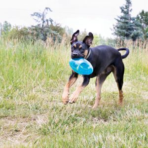 KONG Jumbler Football Squeaky Fetch Dog Toy - Medium/Large - Image 3