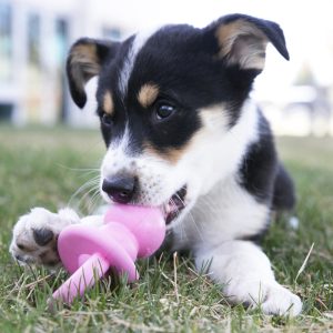 KONG Puppy Binkie Treat Dispensing Dog Toy - Medium Blue/Pink (13cm) - Image 3