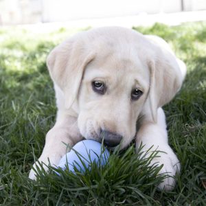 KONG Puppy Durable Chew Dog Toy - X-Small Blue/Pink (5.5cm) - Image 3