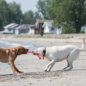 KONG Safestix Durable Fetch Dog Toy - Large - Image 2