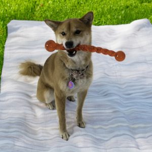 KONG Safestix Durable Fetch Dog Toy - Small (30cm) - Image 4