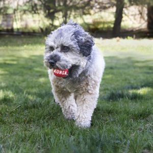 KONG Signature Balls Durable Fetch Dog Toy - Large 2-Pack - Image 3