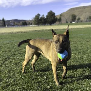 KONG Twistz High-Viz Ball Lg - Image 3